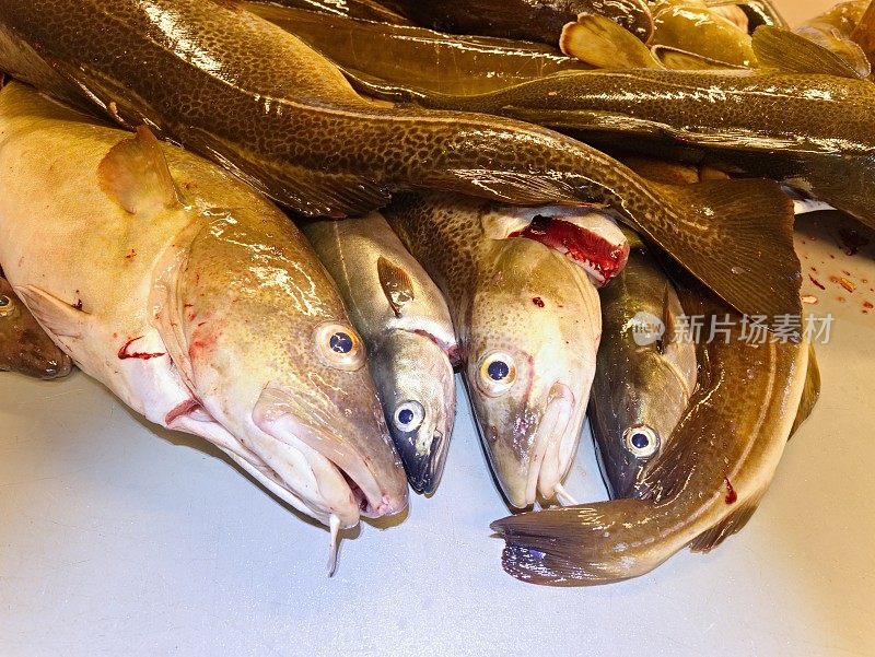 Fresh cod fishes. Board for cleaning and filleting fresh sea cod fish in a factory.